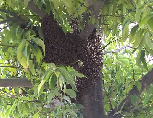 ミツバチ分蜂植木